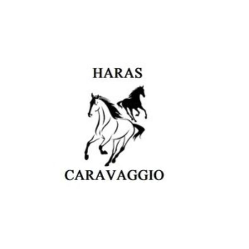 HARAS CARAVAGGIO